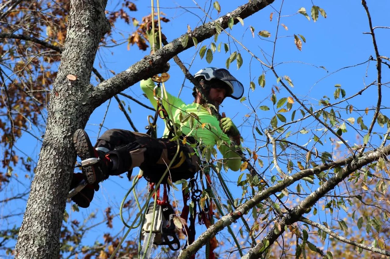 Professional tree climber secured with technical rigging and protective equipment