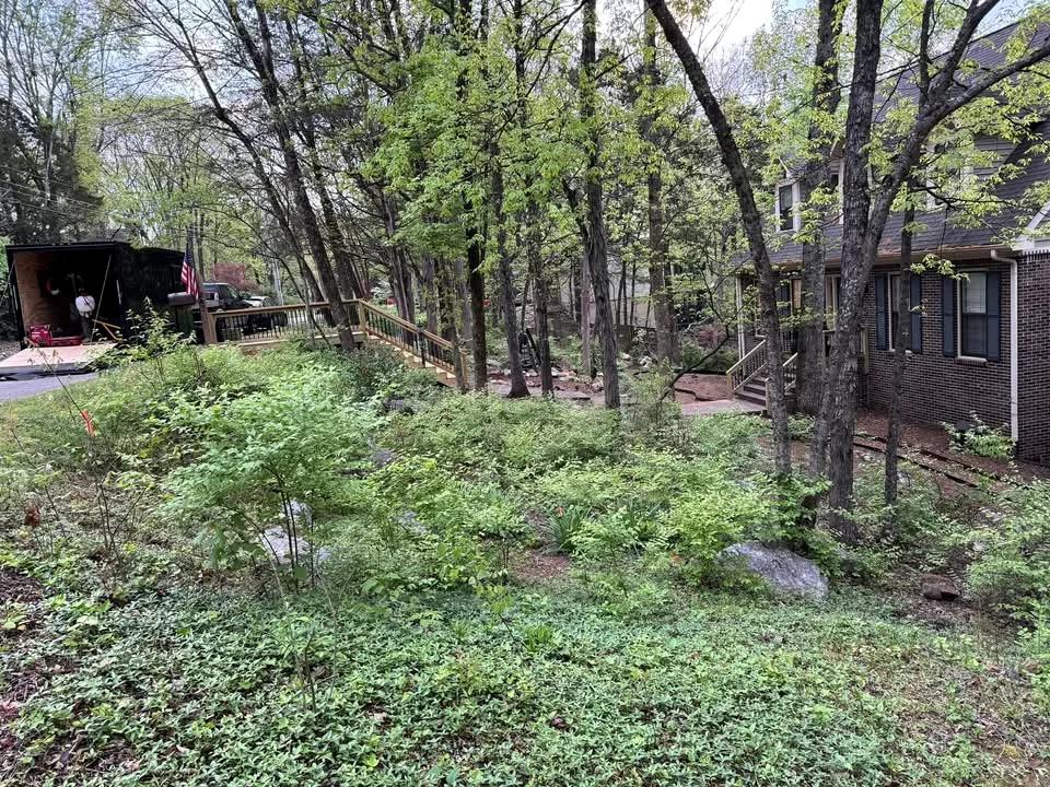 Overgrown wooded residential slope before selective clearing