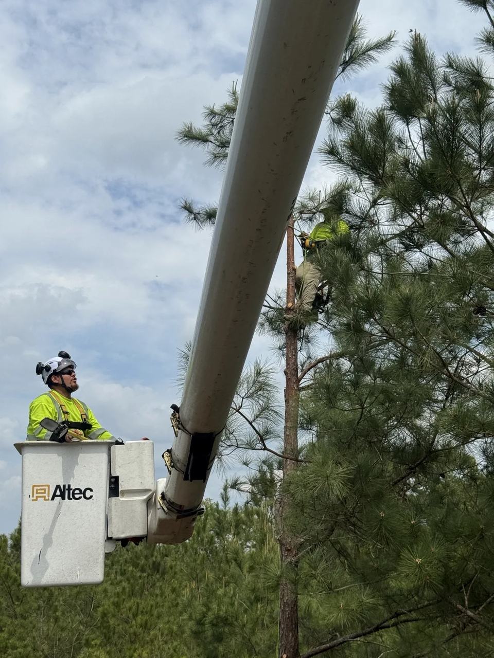 Tree crew working from an aerial bucket in a pine canopy