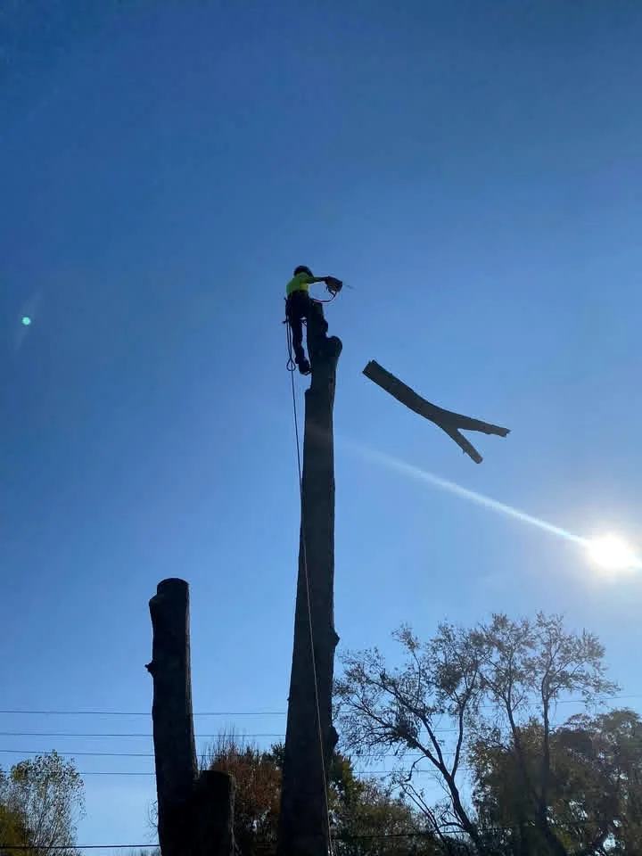 Climber completing a controlled sectional tree removal