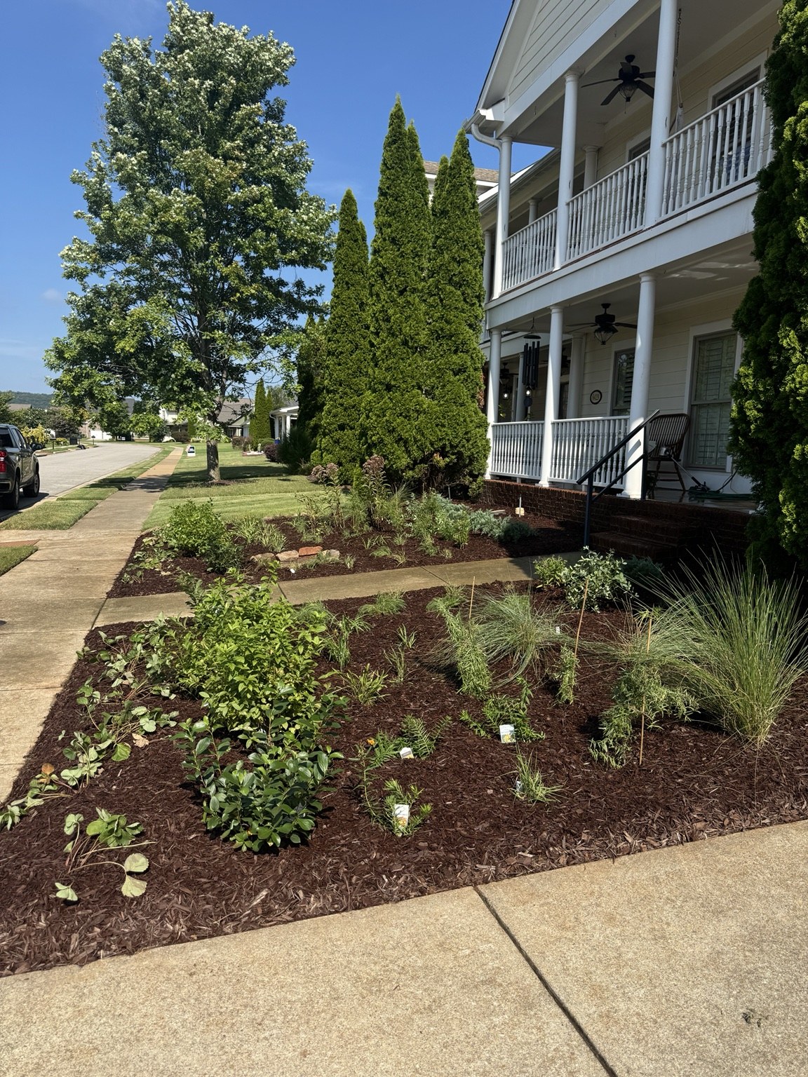 Finished pollinator-focused front yard with layered native planting and brown mulch