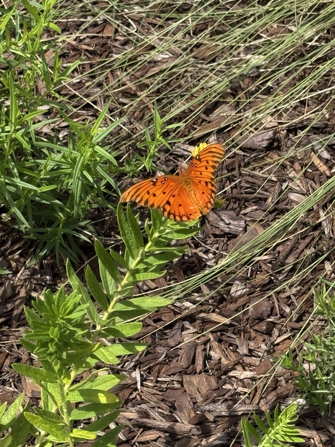Orange butterfly visiting a flowering plant in the pollinator garden