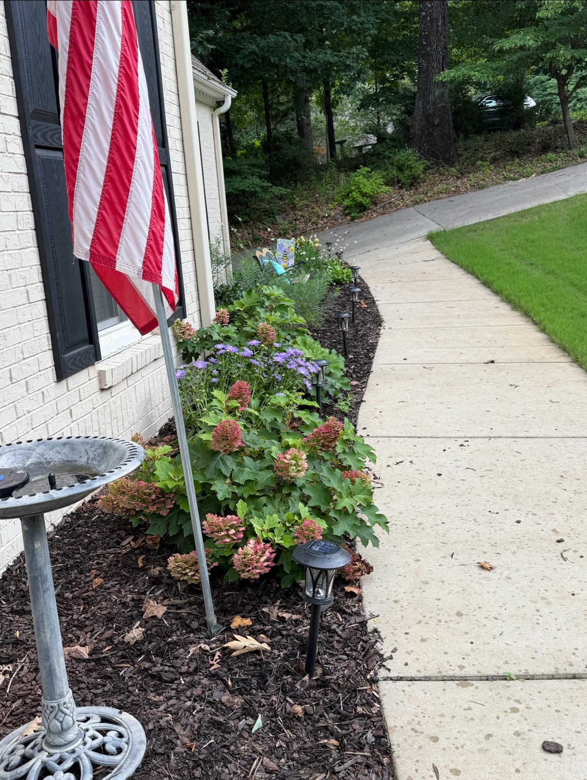 Established flowering foundation garden later in the season