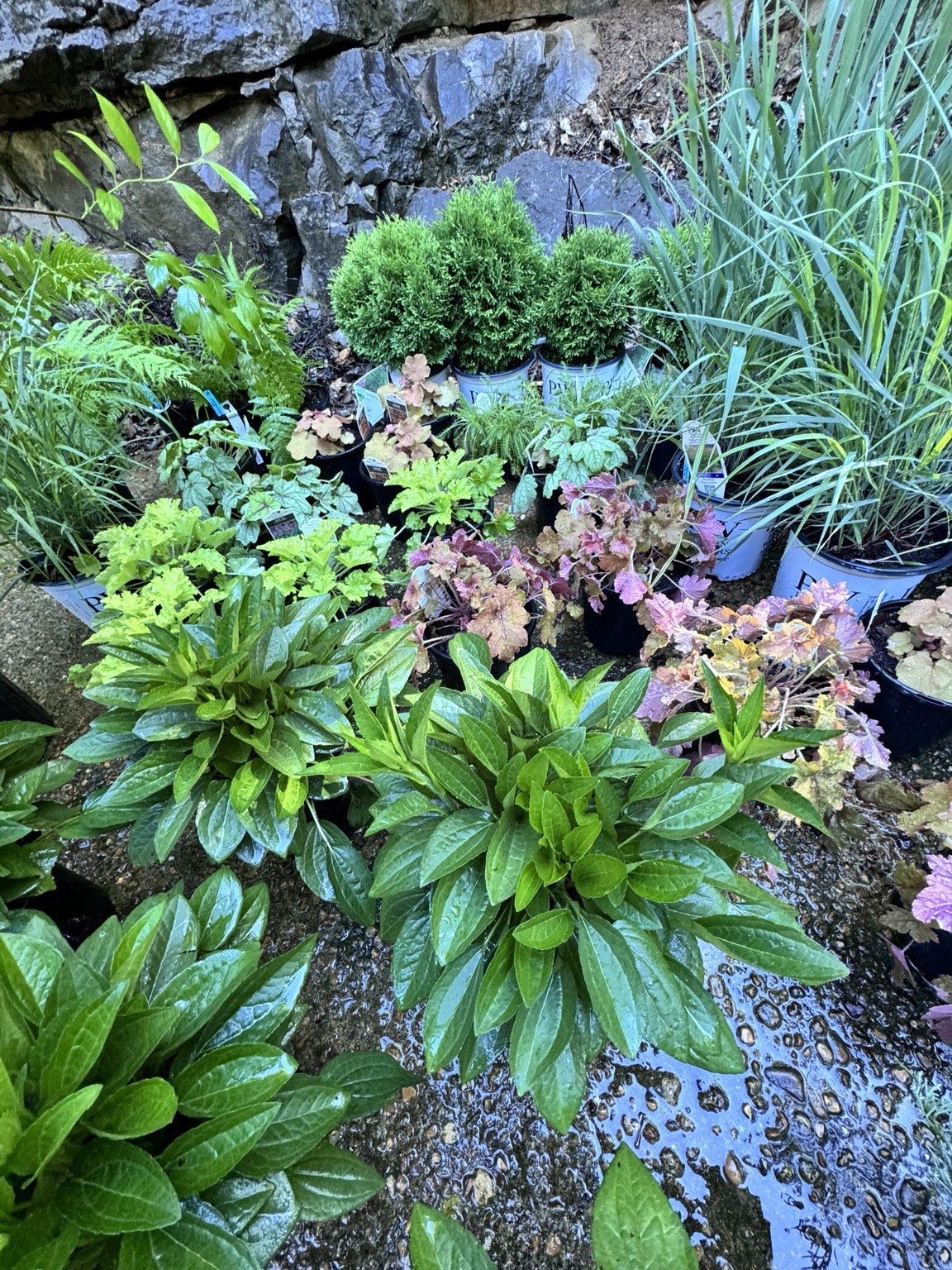 Selected plant material staged before installation