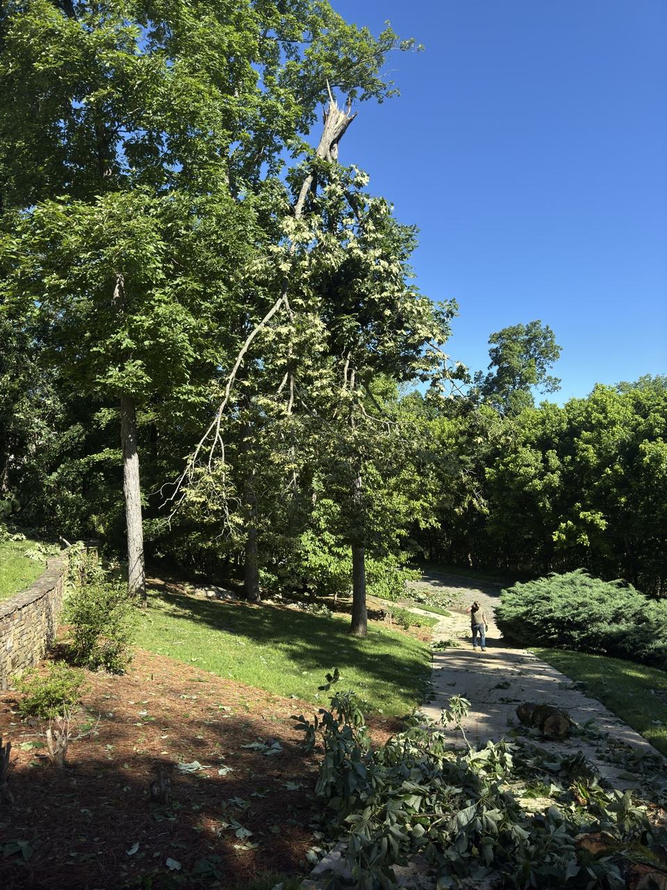 Tree with a fractured top and hanging canopy after high winds