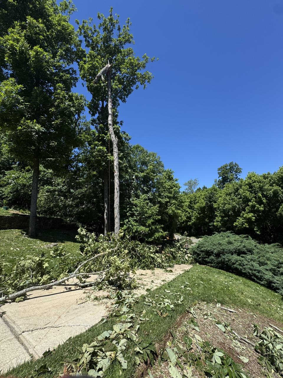 Fractured upper canopy and hanging limbs after severe winds