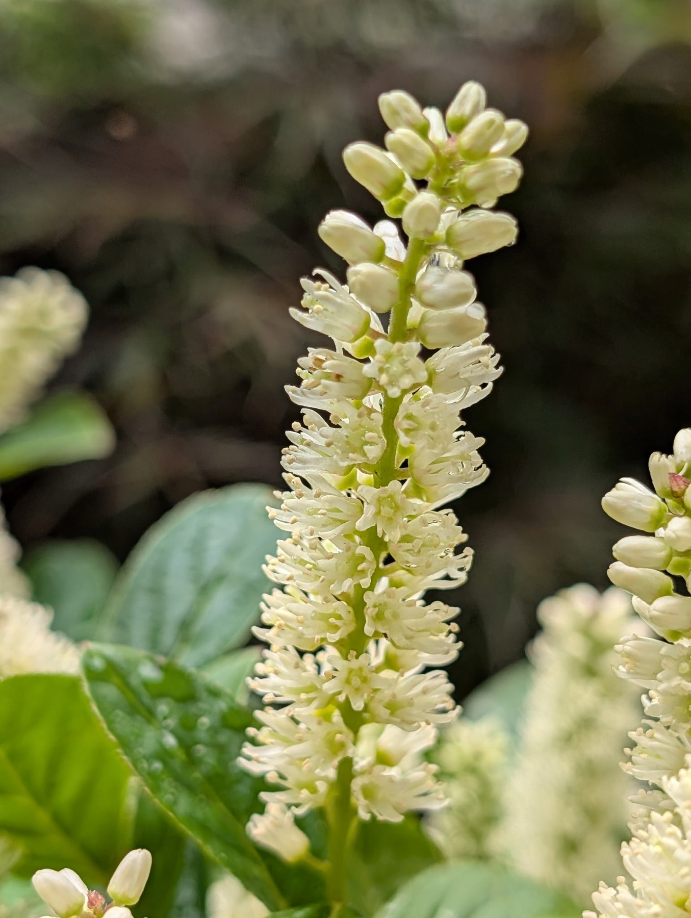 Close botanical detail of a white flowering plant
